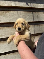 Manning, a male Golden Retriever for sale in Walnut, MS – Photo 4 of 6