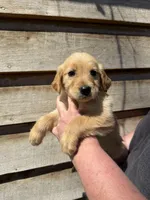 Manning, a male Golden Retriever for sale in Walnut, MS – Photo 3 of 6
