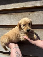 Manning, a male Golden Retriever for sale in Walnut, MS – Photo 6 of 6