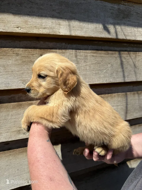 Manning – Golden Retriever puppy for sale in Walnut, MS