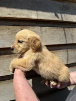 Manning, a male Golden Retriever for sale in Walnut, MS – Photo 5 of 6