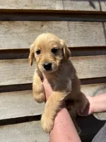 Manning, a male Golden Retriever for sale in Walnut, MS – Photo 2 of 6