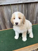 CJ, a male Bernedoodle for sale in Walnut, MS – 5 of 7