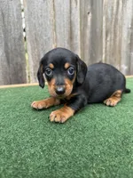Peanut, a male Miniature Dachshund for sale in Walnut, MS – 3 of 6