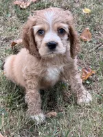 Ella, a female Cocker Spaniel for sale in Walnut, MS – 2 of 5
