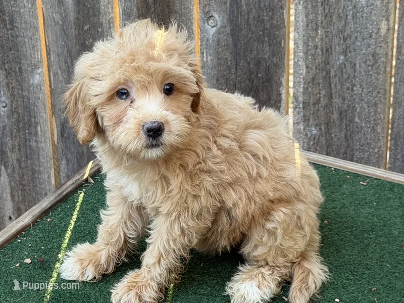 Maggie – Miniature Goldendoodle puppy for sale in Walnut, MS