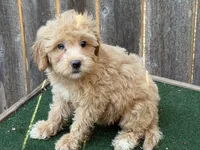 Maggie, a female Miniature Goldendoodle for sale in Walnut, MS – 1 of 5