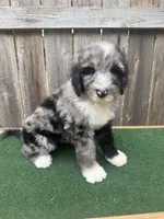 Daisey, a female Bernedoodle for sale in Walnut, MS – 6 of 8