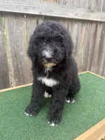 Sadie, a female Bernedoodle for sale in Walnut, MS – 3 of 9