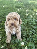 Macy, a female Miniature Goldendoodle for sale in Walnut, MS – 4 of 8