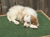 Sam, a male Cockapoo for sale in Walnut, MS – 4 of 4