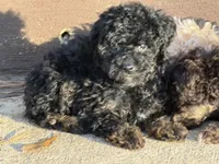 Chloe , a female Yorkipoo for sale in Walnut, MS – 7 of 7