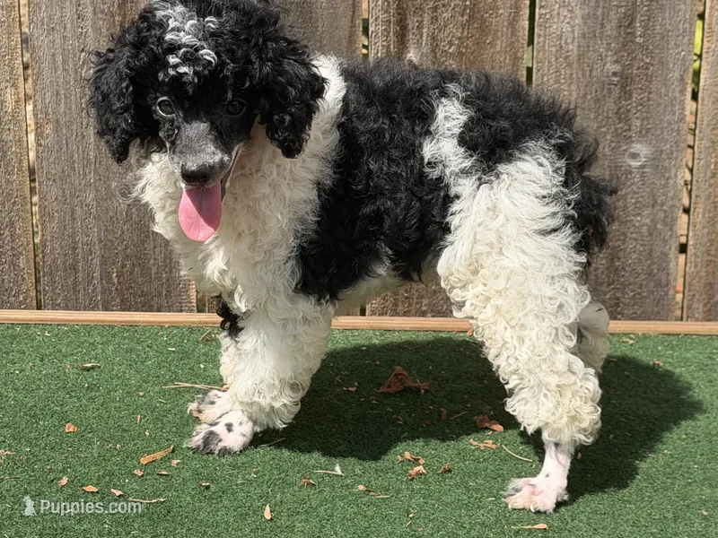 Oreo  – Poodle - Miniature  puppy for sale in Walnut, MS