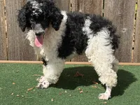 Oreo , a male Poodle - Miniature  for sale in Walnut, MS – 1 of 5