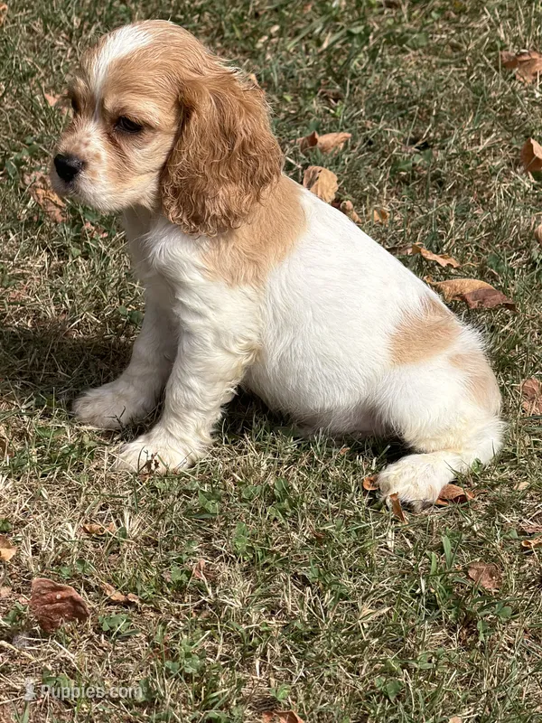 Hank  – Cockalier puppy for sale in Walnut, MS