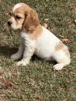 Hank , a male Cockalier for sale in Walnut, MS – 1 of 4