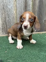 Rosco, a male Miniature Dachshund for sale in Walnut, MS – 8 of 8