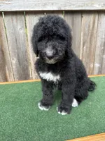 Bailey, a female Bernedoodle for sale in Walnut, MS – 5 of 8