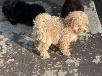 Jaxson, a male Bichpoo for sale in Walnut, MS – 6 of 6