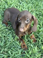 Addias , a male Miniature Dachshund for sale in Walnut, MS – 4 of 4