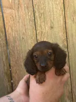 Maggie , a female Miniature Dachshund for sale in Walnut, MS – 2 of 4