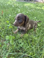 Bella, a female Miniature Dachshund for sale in Walnut, MS – 6 of 8