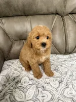 Cooper, a male Miniature Goldendoodle for sale in Walnut, MS – 5 of 8