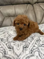 Macy, a female Poodle - Miniature  for sale in Walnut, MS – 6 of 7