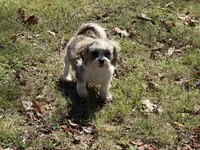 Jaminson , a male Shih Tzu for sale in Walnut, MS – 6 of 7