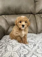 Maddie, a female Miniature Goldendoodle for sale in Walnut, MS – 1 of 9