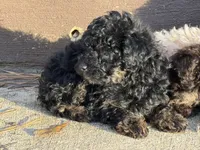 Chloe , a female Yorkipoo for sale in Walnut, MS – 3 of 7