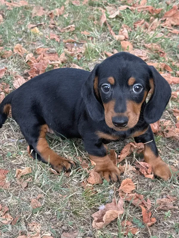 Peanut – Miniature Dachshund puppy for sale in Walnut, MS