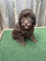 Charlie , a male Poodle - Miniature  for sale in Walnut, MS – 8 of 8