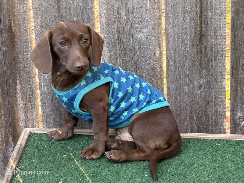 Nike  – Miniature Dachshund puppy for sale in Walnut, MS