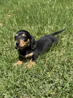 Peanut, a male Miniature Dachshund for sale in Walnut, MS – 5 of 6