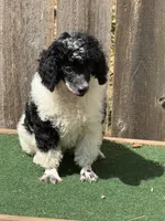 Oreo , a male Poodle - Miniature  for sale in Walnut, MS – 5 of 5
