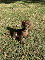 Nike , a male Miniature Dachshund for sale in Walnut, MS – 3 of 4