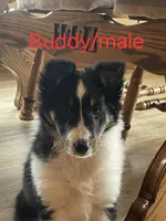Buddy/Lover boy, a male Shetland Sheepdog for sale in Fillmore, IN – Photo 1 of 4