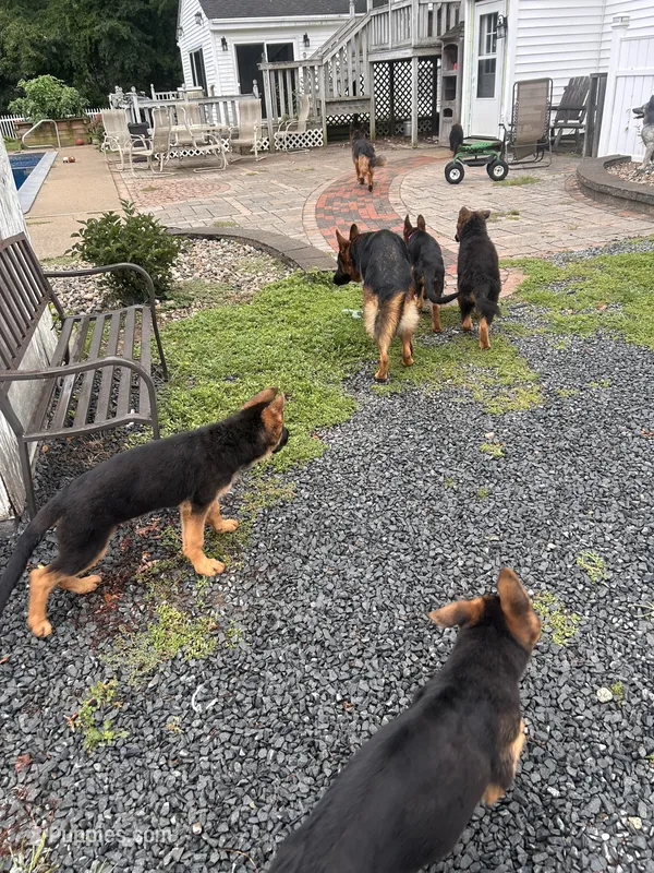 Pebbles – German Shepherd Dog puppy for sale in Halifax, MA