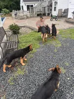 Pebbles, a female German Shepherd Dog for sale in Halifax, MA – 1 of 1