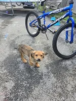 Dior, a male Cocker Spaniel and Shih Tzu for sale in Utica, NY – 2 of 6