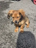 Dior, a male Cocker Spaniel and Shih Tzu for sale in Utica, NY – 6 of 6