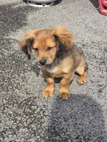 Dior, a male Cocker Spaniel and Shih Tzu for sale in Utica, NY – 5 of 6