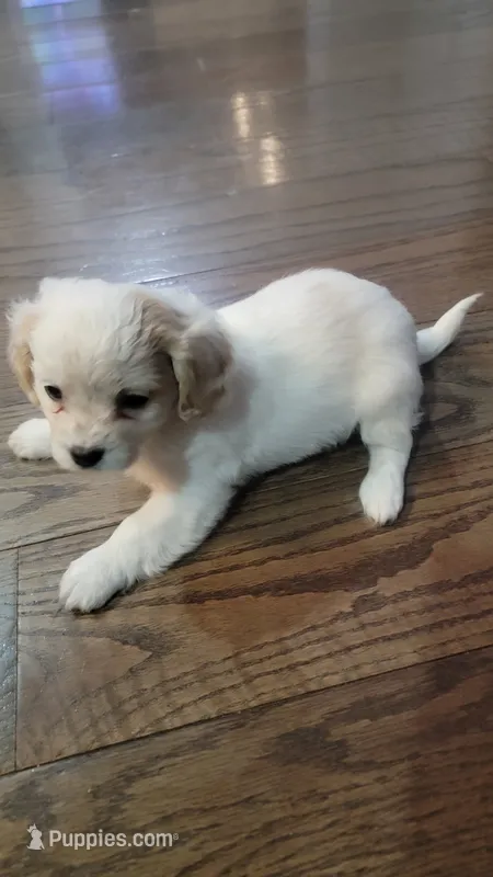 ShiChi , a male Chihuahua and Shih Tzu for sale in Utica, NY – 1 of 6