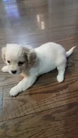 ShiChi , a male Chihuahua and Shih Tzu for sale in Utica, NY – 1 of 6