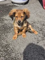 Dior, a male Cocker Spaniel and Shih Tzu for sale in Utica, NY – 3 of 6