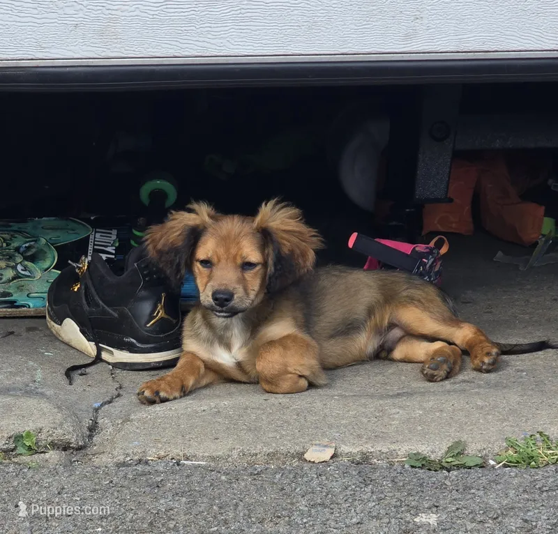 Dior – Cocker Spaniel, Shih Tzu puppy for sale in Utica, NY