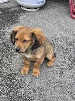 Dior, a male Cocker Spaniel and Shih Tzu for sale in Utica, NY – 4 of 6