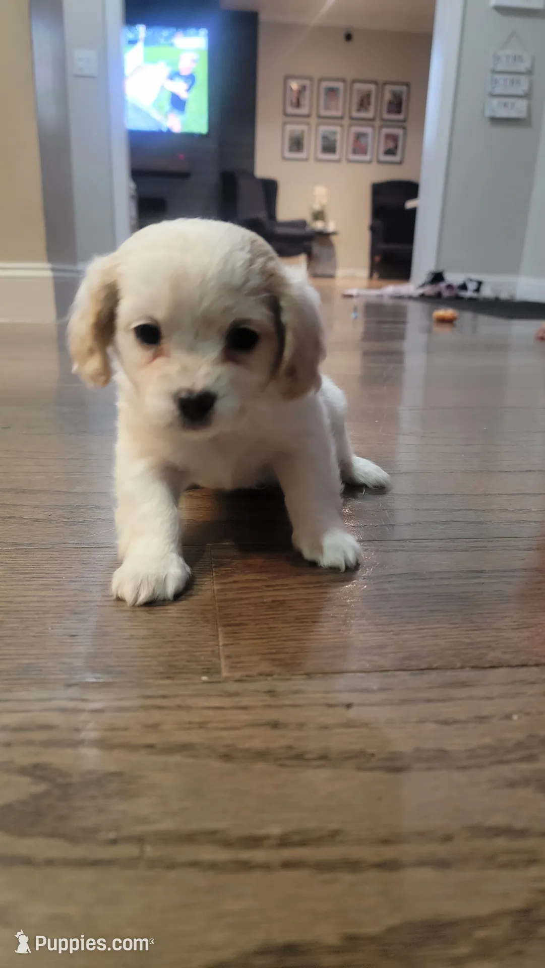 ShiChi , a male Chihuahua and Shih Tzu for sale in Utica, NY – 4 of 6