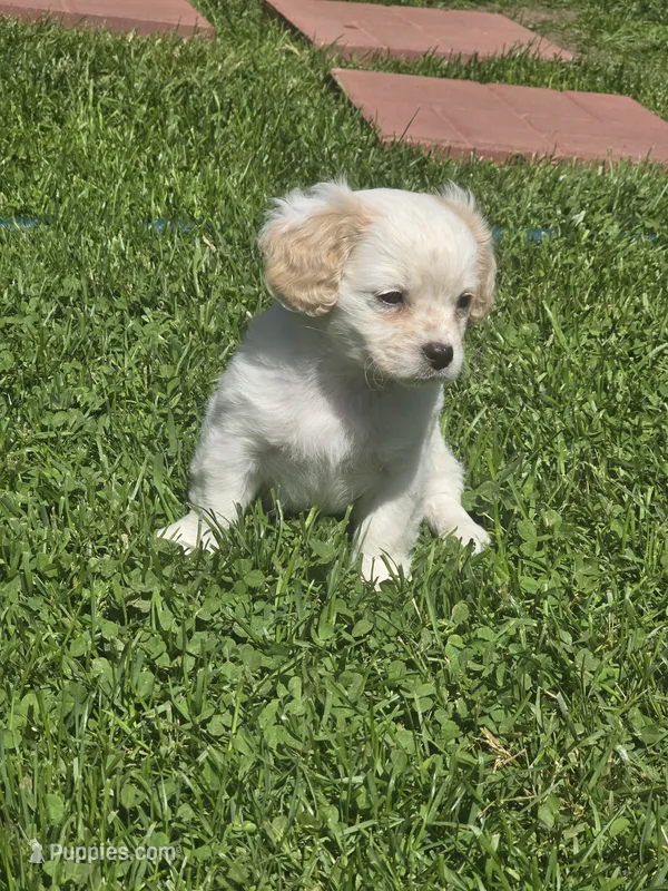 ShiChi  – Chihuahua, Shih Tzu puppy for sale in Utica, NY